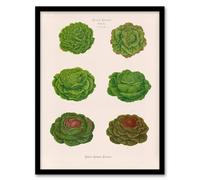 Artery8 Lettuces Cabbage Varieties Ernst Benary Framed Wall Art Print in White | Size: A4 Artery8 White A4