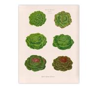 Artery8 Lettuces Cabbage Varieties Ernst Benary Wall Art Poster Print in White | Size: W12" x H16" Artery8 White W12" x H16"