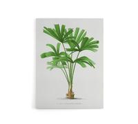Artery8 Licuala Spinosa Palm Tree Oswald de Kerchove Canvas Wall Art Print in White | Size: W24" x H32" Artery8 White W24" x H32"