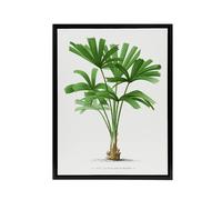 Artery8 Licuala Spinosa Palm Tree Oswald de Kerchove Framed Canvas Wall Art in White | Size: W12" x H16" Artery8 White W12" x H16"