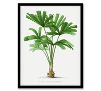 Artery8 Licuala Spinosa Palm Tree Oswald de Kerchove Framed Wall Art Print in White | Size: A4 Artery8 White A4