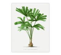 Artery8 Licuala Spinosa Palm Tree Oswald de Kerchove Wall Art Poster Print in White | Size: W24" x H32" Artery8 White W24" x H32"