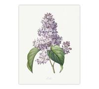Artery8 Lilac Floral Illustration XL Extra Large Wall Art Poster Print 24X32 Artwork By Redoute : Lilac Bloom Composition Giving Gentle Scent Inspired Tone To Living Room Scheme