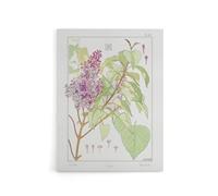 Artery8 Lilac Flower Plant Canvas Wall Art Print Vintage Floral : Artwork by Verneuil 18x24 Soft botanical piece bringing spring freshness to hallways, adored by nature and flower lovers
