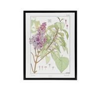 Artery8 Lilac Flower Plant Framed Canvas Wall Art Print Vintage Floral Verneuil in White | Size: W18" x H24" Artery8 White W18" x H24"