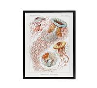 Artery8 Lion's Mane Jellyfish Haeckel Botanical Black Framed Canvas Wall Art in White | Size: W24" x H32" Artery8 White W24" x H32"