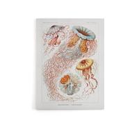 Artery8 Lion's Mane Jellyfish Haeckel Botanical Canvas Wall Art in White | Size: W12" x H16" Artery8 White W12" x H16"