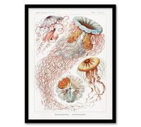 Artery8 Lion's Mane Jellyfish Haeckel Botanical Framed Wall Art Print in White | Size: A4 Artery8 White A4