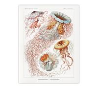 Artery8 Lion's Mane Jellyfish Haeckel Botanical Wall Art Print Poster in White | Size: W18" x H24" Artery8 White W18" x H24"
