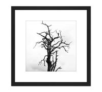 Artery8 Lone Dead Tree Silhouette Black White 8X8 Inch Square Wooden Framed Wall Art Print Picture with Mount Artery8 Black