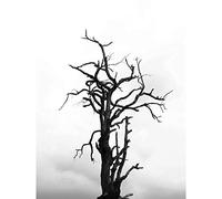 Artery8 Lone Dead Tree Silhouette Black White Large XL Wall Art Canvas Print