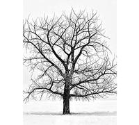 Artery8 Lone Tree Winter Frost Snow Black White Photo Art Print Canvas Premium Wall Decor Poster Mural