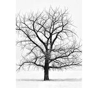 Artery8 Lone Tree Winter Frost Snow Black White Photo Unframed Wall Art Print Poster Home Decor Premium