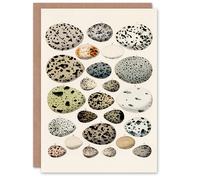 Artery8 Lorenz Oken Art Card Different Species Bird Eggs in Beige Artery8 Beige
