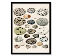 Artery8 Lorenz Oken Framed Wall Art Print Different Species Bird Eggs in Beige | Size: A4 Artery8 Beige A4