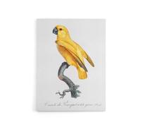 Artery8 Lutino Senegal Parrot Francois Levaillant Canvas Wall Art Print in White | Size: W12" x H16" Artery8 White W12" x H16"