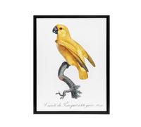 Artery8 Lutino Senegal Parrot Francois Levaillant Framed Canvas Wall Art Print in White | Size: W18" x H24" Artery8 White W18" x H24"
