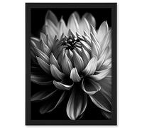 Artery8 Macro Close Up Dahlia Flower Black and White Photo Artwork Framed A3 Wall Art Print