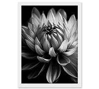 Artery8 Macro Close Up Dahlia Flower Black and White Photo Artwork Framed A3 Wall Art Print