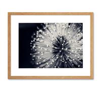 Artery8 Macro Photoghraph Plant Flower Pollen Black & White Beautiful Nature Close Up Picture Framed Wall Art Print Picture 12X16 inch in Light Oak Artery8 Light Oak