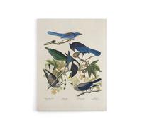 Artery8 Magpie Clarks Crow & Jays Audubon Nature Canvas Wall Art in White | Size: W18" x H24" Artery8 White W18" x H24"