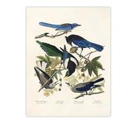 Artery8 Magpie Clarks Crow & Jays Audubon Nature Wall Art Print Poster in White | Size: W12" x H16" Artery8 White W12" x H16"
