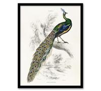 Artery8 Male Peafowl Peacock Framed Wall Art Print A4 Artwork By Sir William Jardine : Elegant Peacock Print Suited For Hallway Or Bedroom Showcasing Splendour Grace And Regal Detail