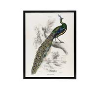 Artery8 Male Peafowl Peacock Sir William Jardine Framed Canvas Wall Art in White | Size: W18" x H24" Artery8 White W18" x H24"