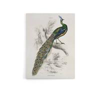 Artery8 Male Peafowl Peacock Sir William Jardine Vintage Canvas Wall Art in White | Size: W18" x H24" Artery8 White W18" x H24"