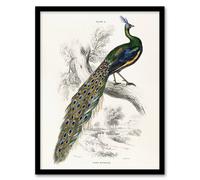 Artery8 Male Peafowl Peacock Sir William Jardine Vintage Framed Wall Art Print in White | Size: A4 Artery8 White A4