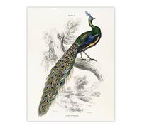 Artery8 Male Peafowl Peacock Sir William Jardine Vintage Wall Art Print Poster in White | Size: W12" x H16" Artery8 White W12" x H16"