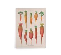 Artery8 Mangold Wurzels Field Beet Ernst Benary Canvas Wall Art Print in White | Size: W18" x H24" Artery8 White W18" x H24"