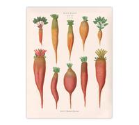 Artery8 Mangold Wurzels Field Beet Ernst Benary Wall Art Poster Print 12X16"