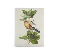Artery8 Mangrove Cuckoo Apple Flower Audubon Nature Canvas Wall Art in White | Size: W18" x H24" Artery8 White W18" x H24"