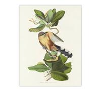 Artery8 Mangrove Cuckoo Apple Flower Audubon Nature Wall Art Print Poster in White | Size: W18" x H24" Artery8 White W18" x H24"