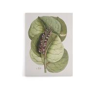 Artery8 Mangrove Grape Tree Vintage Botanical Catesby Canvas Wall Art in Green | Size: W24" x H32" Artery8 Green W24" x H32"