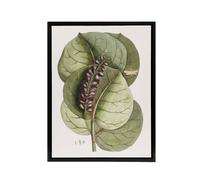 Artery8 Mangrove Grape Tree Vintage Botanical Catesby Framed Canvas Wall Art in Green | Size: W18" x H24" Artery8 Green W18" x H24"