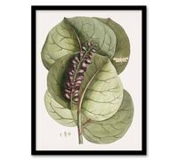 Artery8 Mangrove Grape Tree Vintage Botanical Catesby Framed Wall Art Print in Green | Size: A3 Artery8 Green A3