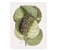 Artery8 Mangrove Grape Tree Vintage Botanical Catesby Wall Art Poster Print in Green | Size: W18" x H24" Artery8 Green W18" x H24"