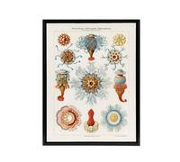 Artery8 Marine Jellyfish in sea colourful Haeckel Framed Canvas Wall Art in White | Size: W18" x H24" Artery8 White W18" x H24"