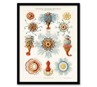 Artery8 Marine Jellyfish in sea colourful Haeckel Vintage Framed Wall Art Print in White | Size: W12" x H16" Artery8 White W12" x H16"