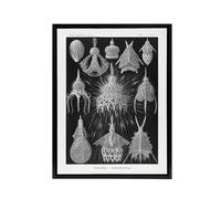 Artery8 Marine Microorganisms Haeckel Botanical Black Framed Canvas Wall Art | Size: W24" x H32" Artery8 Black W24" x H32"
