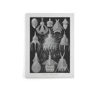 Artery8 Marine Microorganisms Haeckel Botanical Canvas Wall Art in Black | Size: W18" x H24" Artery8 Black W18" x H24"