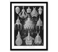 Artery8 Marine Microorganisms Haeckel Botanical Framed Wall Art Print in Black | Size: W12" x H16" Artery8 Black W12" x H16"
