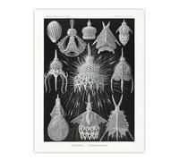 Artery8 Marine Microorganisms Haeckel Botanical Wall Art Print Poster in Black | Size: W18" x H24" Artery8 Black W18" x H24"