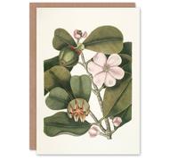 Artery8 Mark Catesby Art Card Balsam Tree Flower Vintage Botanical in Green Artery8 Green