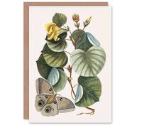 Artery8 Mark Catesby Art Card Ketmia Hibiscus Flower & Butterfly Artery8 Multicolor