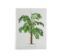 Artery8 Martinezia Lindeniana Palm Tree Kerchove Canvas Wall Art Print in White | Size: W12" x H16" Artery8 White W12" x H16"