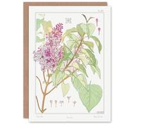 Artery8 Maurice Pillard Verneuil Art Card Lilac Flower Plant
