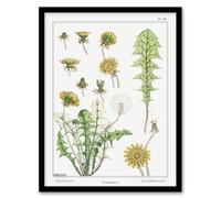 Artery8 Maurice Pillard Verneuil Framed Wall Art Print Dandelion Flower Plant in White | Size: A4 Artery8 White A4